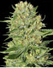 Veneno Marihuana Feminizada de Eva Seeds - OFERTA