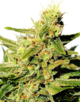 BCN Diesel Feminizada