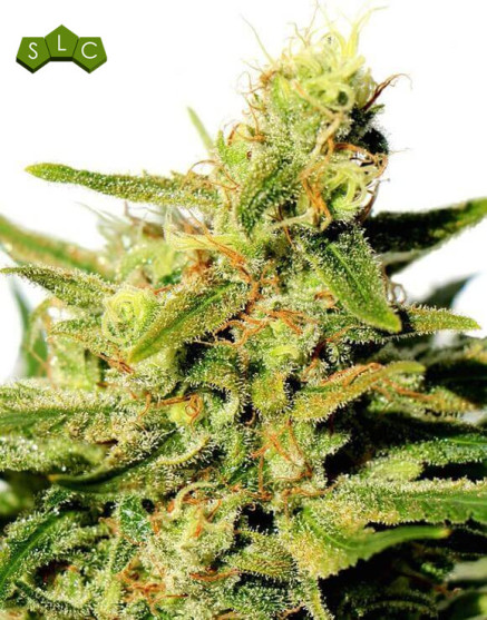 BCN Diesel Feminizada