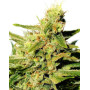 BCN Diesel Feminizada