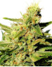 BCN Diesel Feminizada