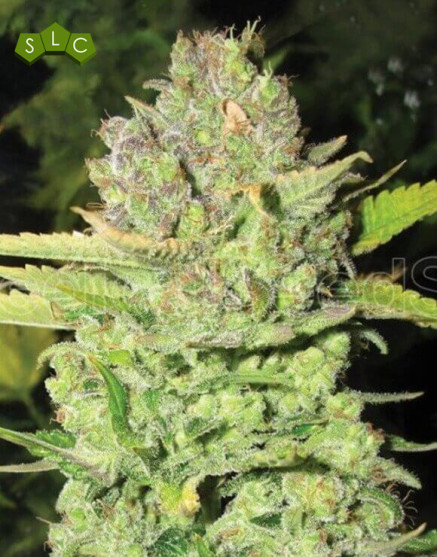 Variedad Devil Fruit