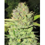 Variedad Devil Fruit