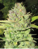Variedad Devil Fruit