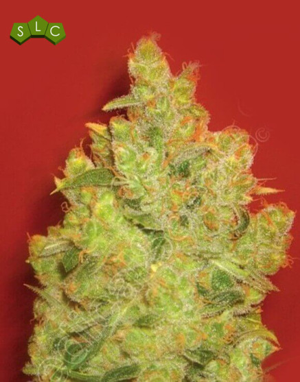 Variedad Jack la Mota