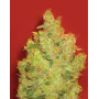 Variedad Jack la Mota