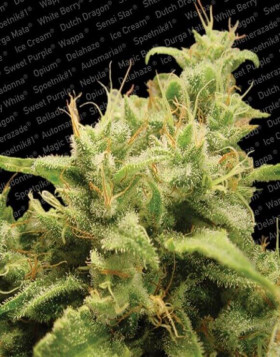 Variedad Opium