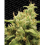 Variedad Opium