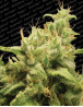 Variedad Opium