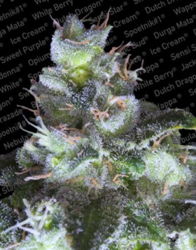 Original White Widow Feminizada