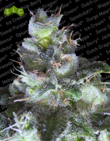 Original White Widow Feminizada
