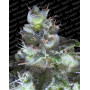 Original White Widow Feminizada