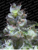 Original White Widow Feminizada