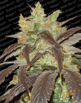 Variedad Spoetnik #1 - El Mejor Precio 