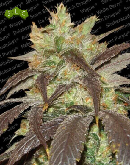 Variedad Spoetnik #1 - El Mejor Precio 