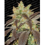 Variedad Spoetnik #1 - El Mejor Precio 