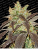 Variedad Spoetnik #1 - El Mejor Precio 
