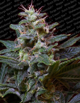 Sweet Purple Feminizada