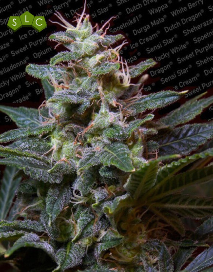 Sweet Purple Feminizada