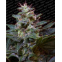 Sweet Purple Feminizada