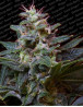 Sweet Purple Feminizada