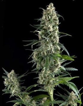 Amnesia Gold Feminizada