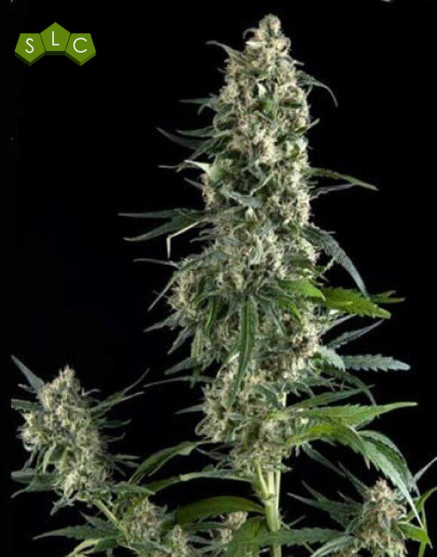 Amnesia Gold Feminizada