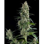 Amnesia Gold Feminizada