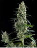 Amnesia Gold Feminizada