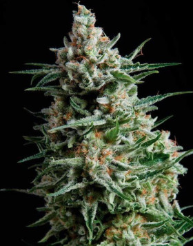 Variedad Anesthesia