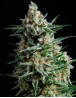 Variedad Anesthesia