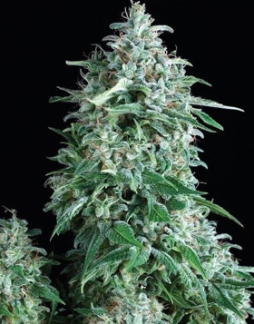 Variedad Anubis