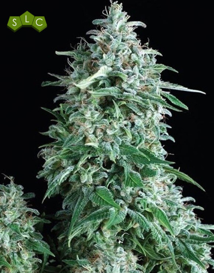 Variedad Anubis