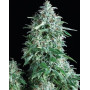 Variedad Anubis