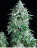 Variedad Anubis