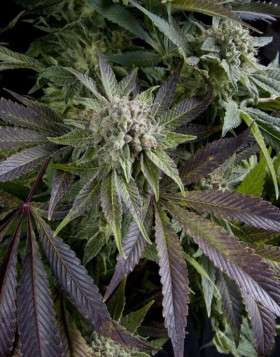 Blue Pyramid Feminizada