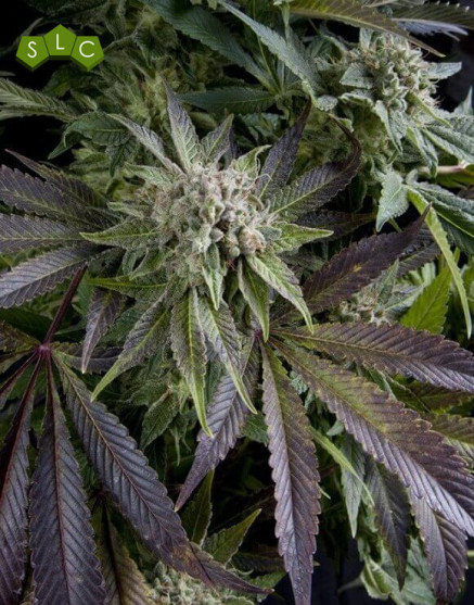 Blue Pyramid Feminizada
