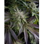 Blue Pyramid Feminizada