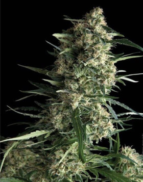 Variedad Galaxy
