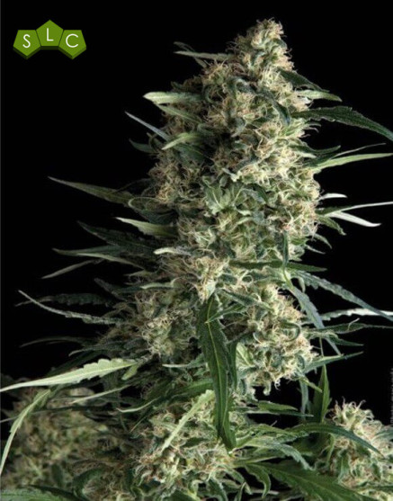 Variedad Galaxy