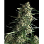 Variedad Galaxy