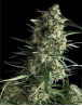 Variedad Galaxy