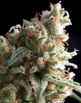 Super Hash Feminizada