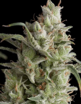 Super Og Kush Feminizada