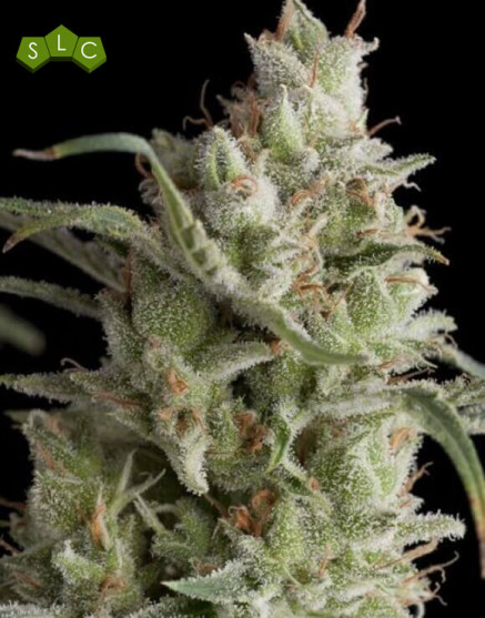 Super Og Kush Feminizada