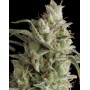 Super Og Kush Feminizada