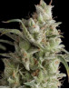 Super Og Kush Feminizada
