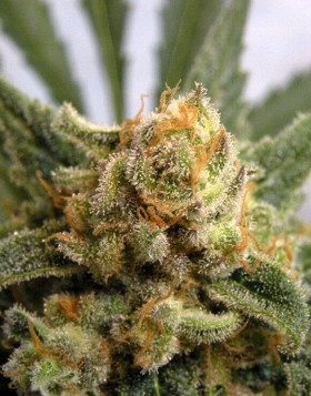 Grapegum Feminizada
