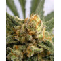 Grapegum Feminizada