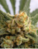 Grapegum Feminizada